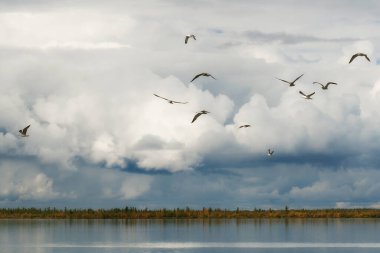 Göl, martılar, bulutlu gökyüzü ve uzak ormanlar ile sonbahar kuzey manzarası. Boşluğu kopyala