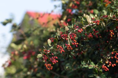 Sonbahar güneşli bir günde kırmızı böğürtlen çalısı. Arka planda kırmızı çatı var.