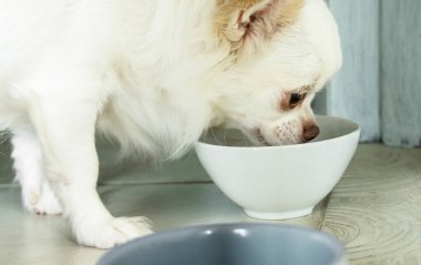 Kaseden yemek yiyen beyaz bir köpeğin yakın plan portresi. Chihuahua cinsi..