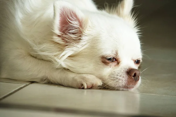 Kaseden yemek yiyen beyaz bir köpeğin yakın plan portresi. Chihuahua cinsi..