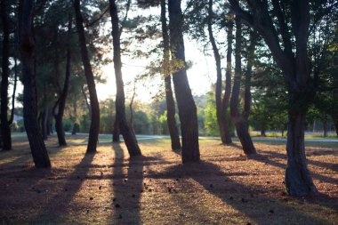 Sakin ve ılık güneş ışığı ve uzun gölgeleriyle sonbahar parkı