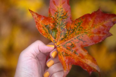 Dişi el, parlak akçaağaç bırakmayı sürdürüyor. Sonbahar arkaplanı. Boşluğu kopyala
