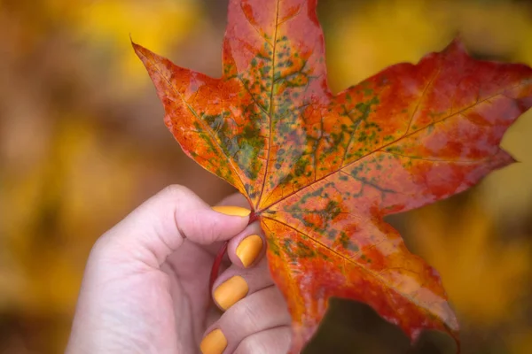 Female hand keeping bright maple leave. Autumn background. Copy space