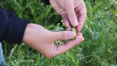 Taze bezelye hasadı.