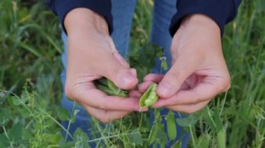 Taze bezelye hasadı.