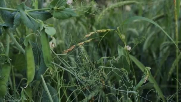 熟した緑のエンドウ豆の茂み — ストック動画