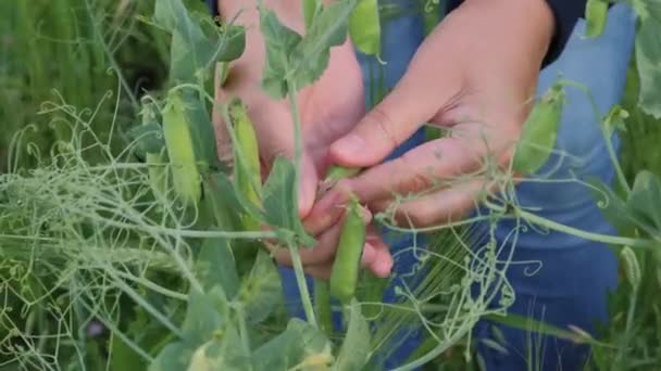 Harvesting young green peas — Stock Video