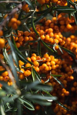 Bir dalda böğürtlen topluyorum