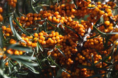 Bir dalda böğürtlen topluyorum