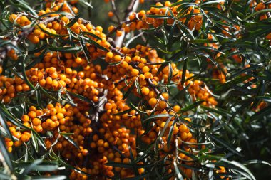 Bir dalda böğürtlen topluyorum