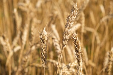 Tarlada buğday kulakları