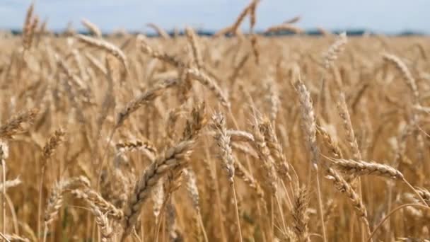 Espigas de trigo no campo — Vídeo de Stock