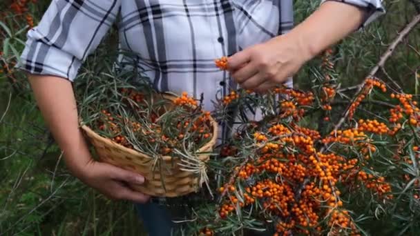 Colheita buckthorn com as mãos — Vídeo de Stock