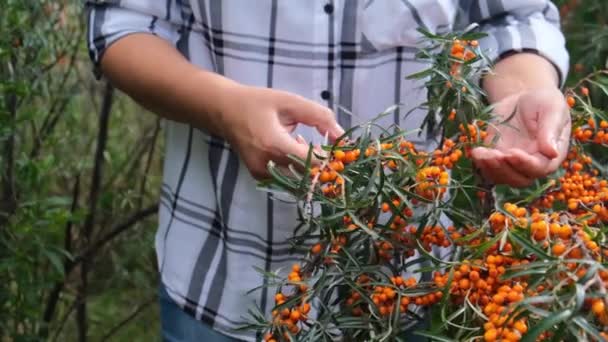Harvest buckthorn with your hands — Stock Video