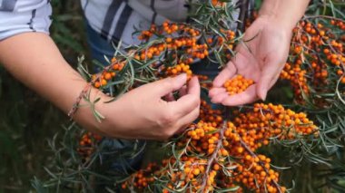 Buckthorn 'u ellerinizle biçin