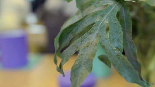 Grünes Blatt der Pflanze — Stockvideo