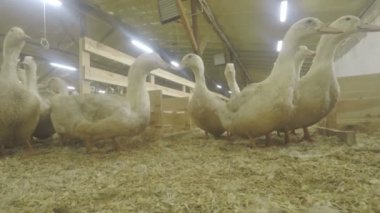 Tavuk çiftliğinde ördekleri kalabalık