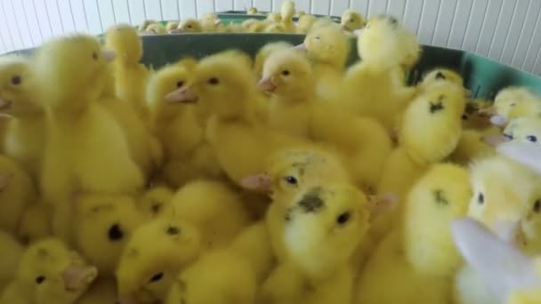 Lindos patitos en granja avícola — Vídeos de Stock