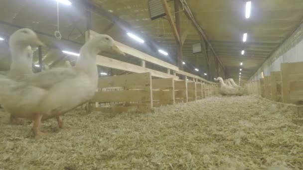 Patos adultos na exploração avícola — Vídeo de Stock