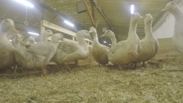 Patos Adultos Granja Avícola Corral Con Patos Cultivo Patos Una — Vídeo de stock