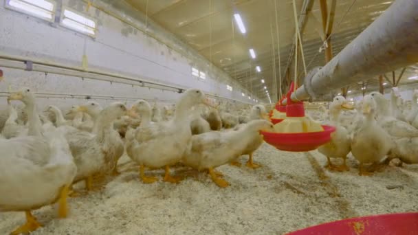 Kachny jíst krmiva u drůbeže na farmě — Stock video