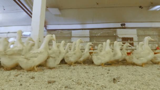 Толпа взрослых уток на птицефабрике — стоковое видео