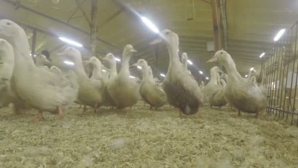 Multidão de patos no curral — Vídeo de Stock