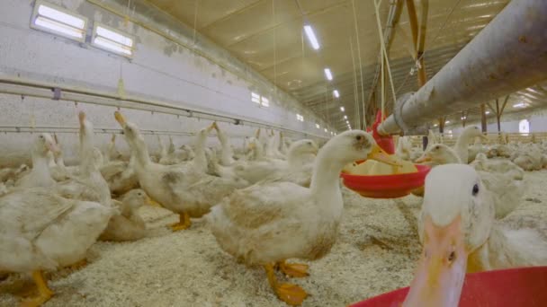 Duck eat feed in front of camera — Stock Video