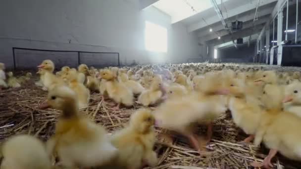 Little yellow ducklings at poultry farm — Stock Video