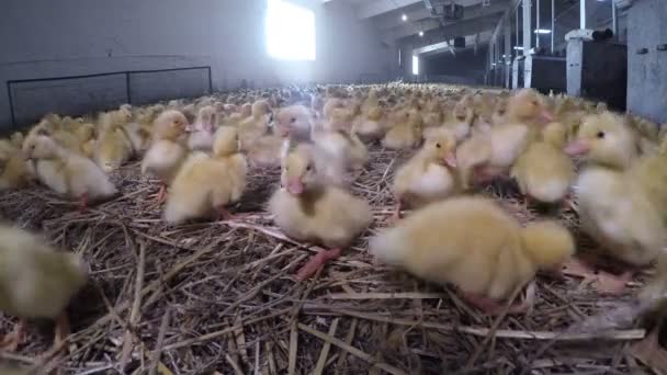 Adorables patitos que crecen en la granja de poutlry para la carne — Vídeo de stock