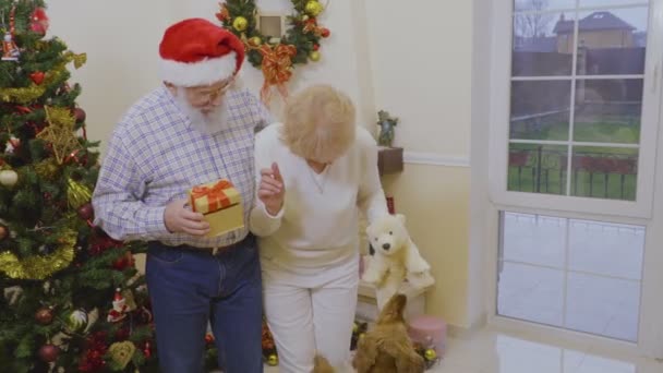 老夫婦は近くのクリスマス ツリーのプレゼントをと一緒に 女性が犬の口からテディベアをプルしようとします 面白いコッカースパニエルおもちゃで遊ぶ それを吐き出すしたくないです — ストック動画
