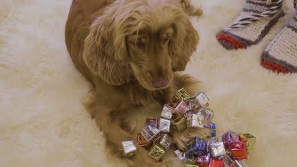 Niedlicher Hund spielt mit Weihnachtsgirlanden — Stockvideo