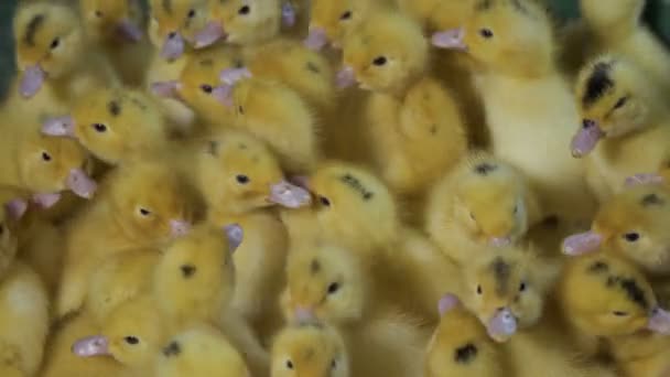 Aranyos sárga kiskacsák — Stock videók