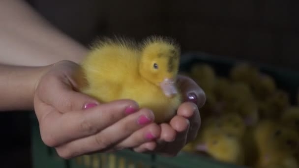 女性抱着可爱的小鸭在手心, 并把它放进盒子里 — 图库视频影像