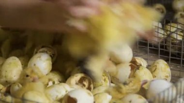 Çiftçi sıralama yeni doğan ördek yavrusu yumurtadan