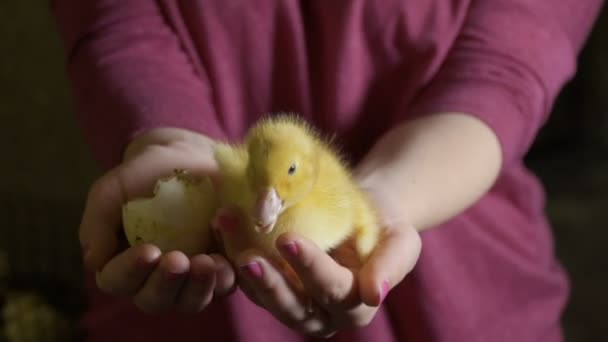 Feminino segurar patinho recém-nascido e ovo vazio quebrado nas palmas das mãos — Vídeo de Stock