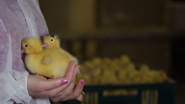 Pequenos patinhos bonitos em mãos femininas — Vídeo de Stock