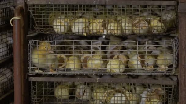 Pato defectuoso entre las cáscaras de huevo en la jaula — Vídeo de stock