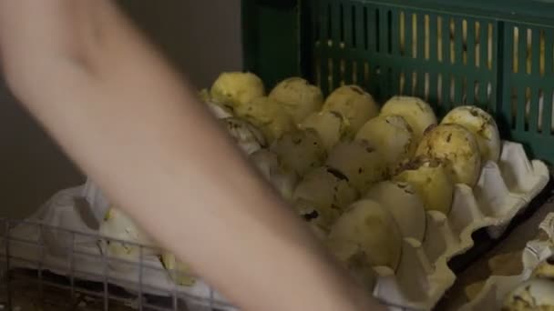 Agricultor classificar ovos vazios conchas após o nascimento de aves — Vídeo de Stock