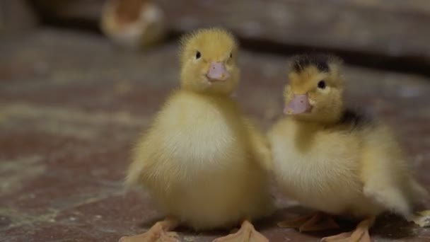 两只可爱的小鸭子 — 图库视频影像