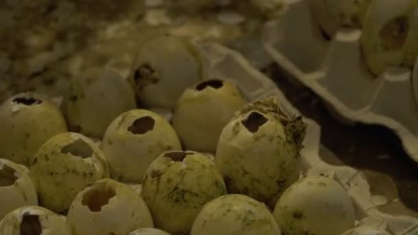 Incubadora con huevos vacíos — Vídeo de stock