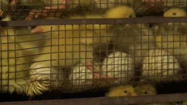 Kuluçka yumurta ve ördek yavrusu