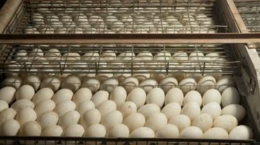 Ördek bir sürü yumurta kuluçka raf