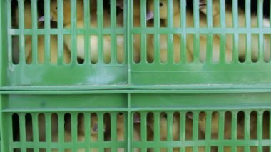 Kutuları içinde ördek yavrusu