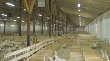 Tavuk çiftliği toplamak ördek yumurta paddocks kuşlar arasında yürüyüş işçi