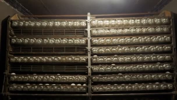 Duck eggs in incubator