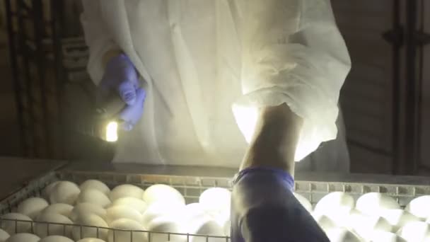 Рабочий проверяет эмбрионы внутри яиц с помощью яичного тестера — стоковое видео