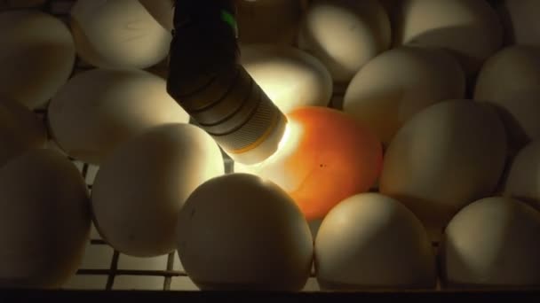 Process of checking embryos inside eggs with egg-tester — Stock Video