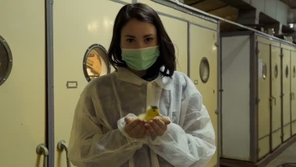 Inspektor s malou káčátko v rukou proti inkubátor v drůbežárně — Stock video
