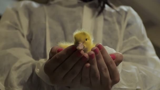 Female raise duckling up in hands — Stock Video